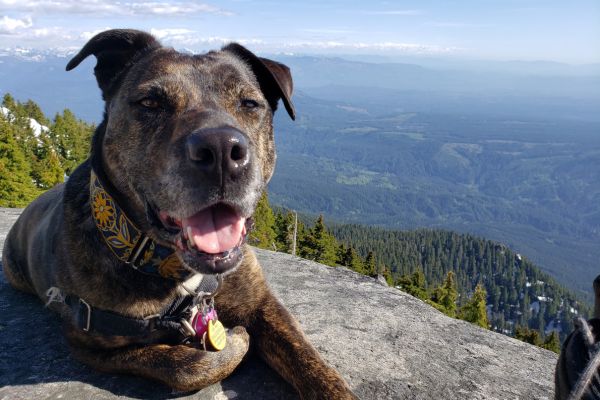 Timberline provides emergency vet services for dogs in Seattle