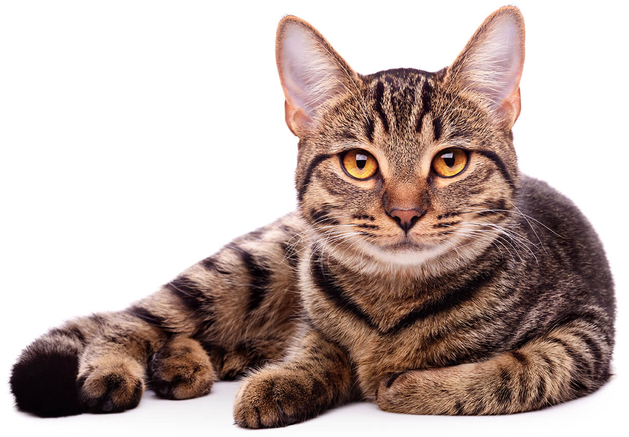 Brown Striped Cat On White Background Brown Striped Cat On White Background