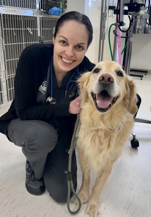young-female-vet-dr-olsen-and-izzy-the-golden-retreiver-dog-at-izzy's-8-week-recheck-after-TPLO-surgery