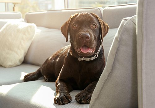 chocolate lab laying on sofa