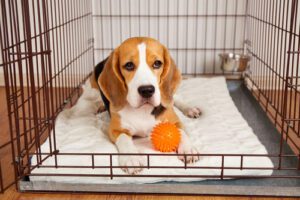 beagle-dog-laying-calmly-on-a-blanket-in-his-crate-with-an-orange-ball-between-his-front-paws