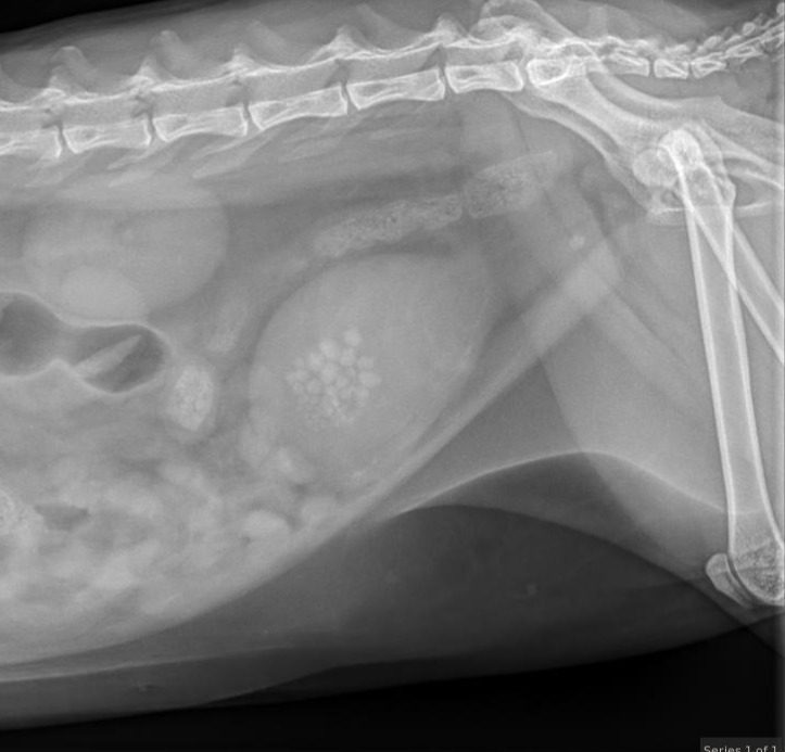 radiograph-of-cat's-bladder-full-of-bladder-stones