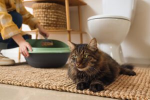 owner-cleaning-cat's-litter-box-in-the-bathroom-while-cat-lays-nearby