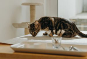 kitten-sniffing-exam-table-at-vet-clinic