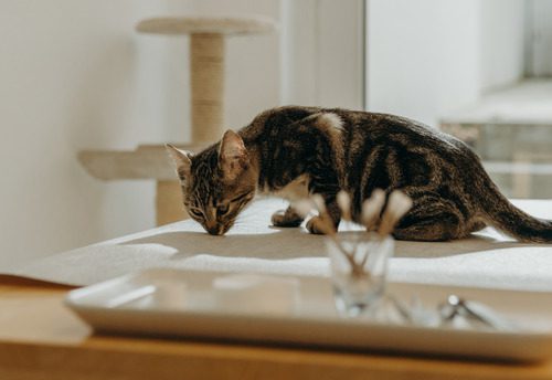 kitten-sniffing-exam-table-at-vet-clinic