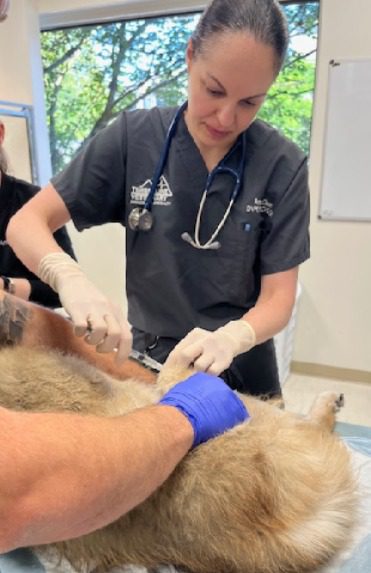 Dr.-Olsen-administering-Prp-Injection-on-canine-patient