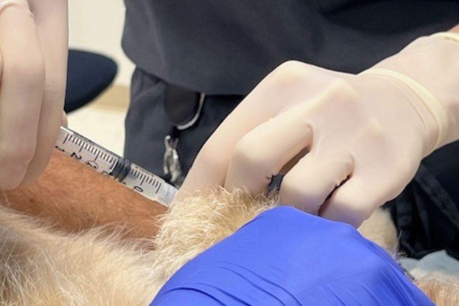 Veterinarian Performing Prp Therapy
