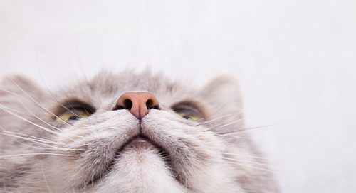 close up of cat's nose and face from below