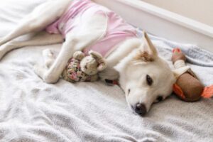 female dog laying on blankets wearing cover up and cuddling rabbit stuffed animal after spay surgery