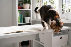 cat preparing to jump from desk