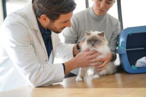 male vet examining cat while female owner holds it