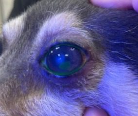 close up of dog's eye with corneal ulcer
