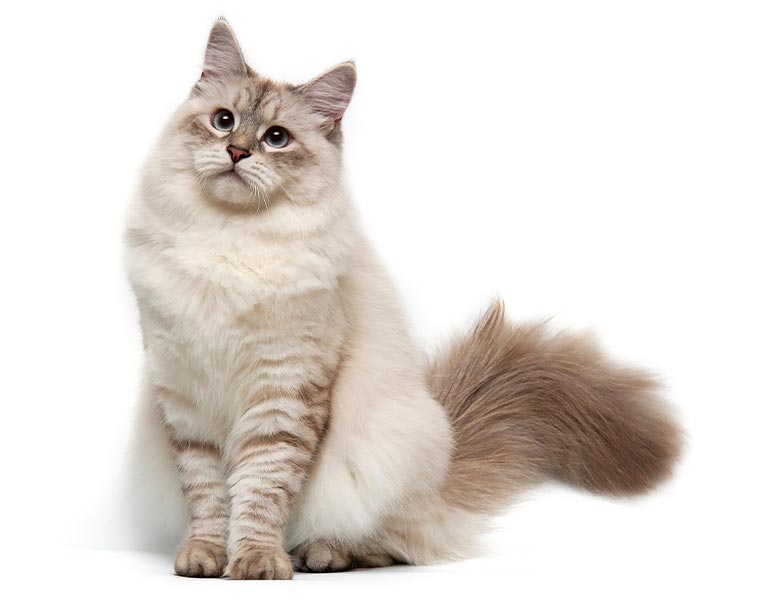 brown and white colored cat with fluffy tail sitting on white background
