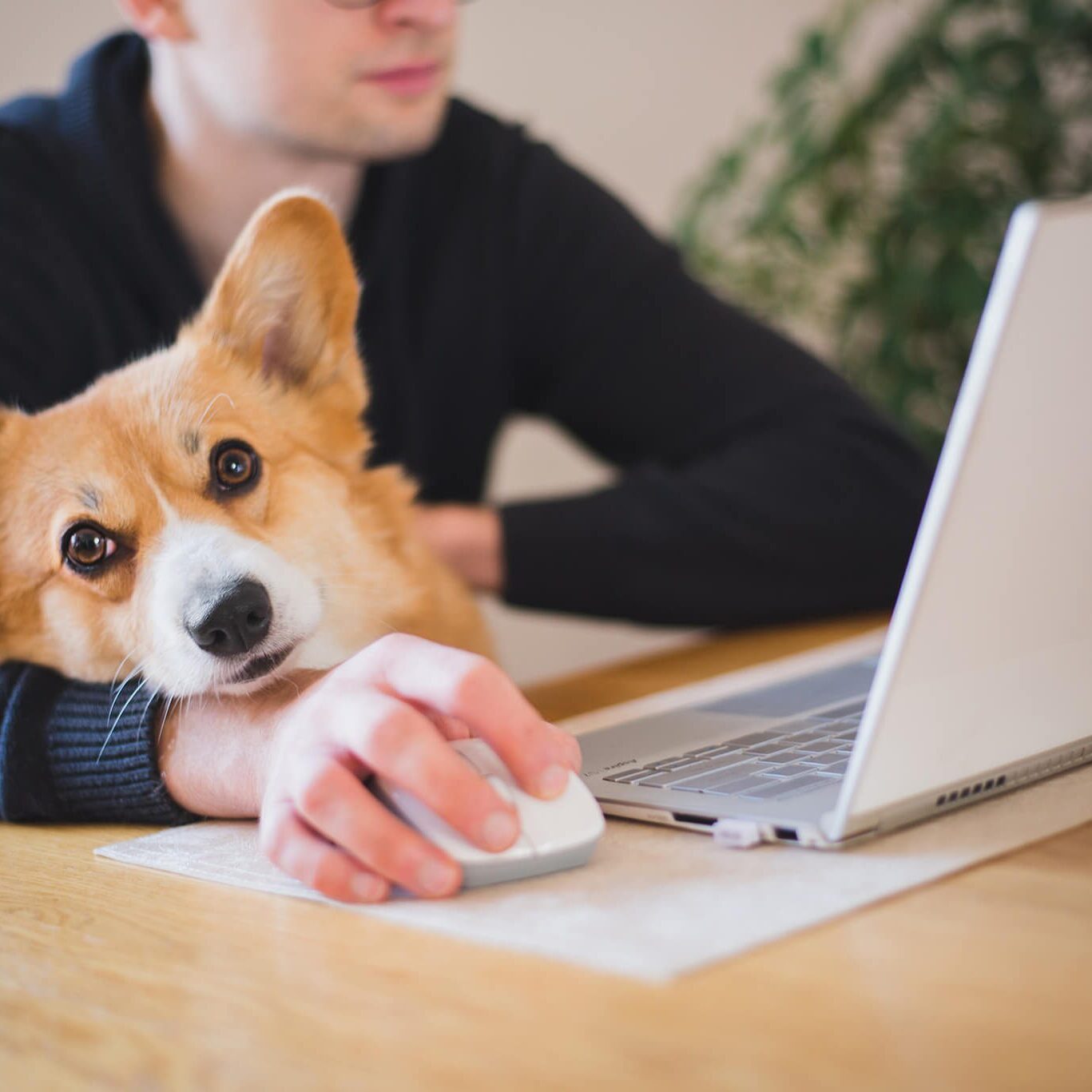 Corgi With Owner At Laptop