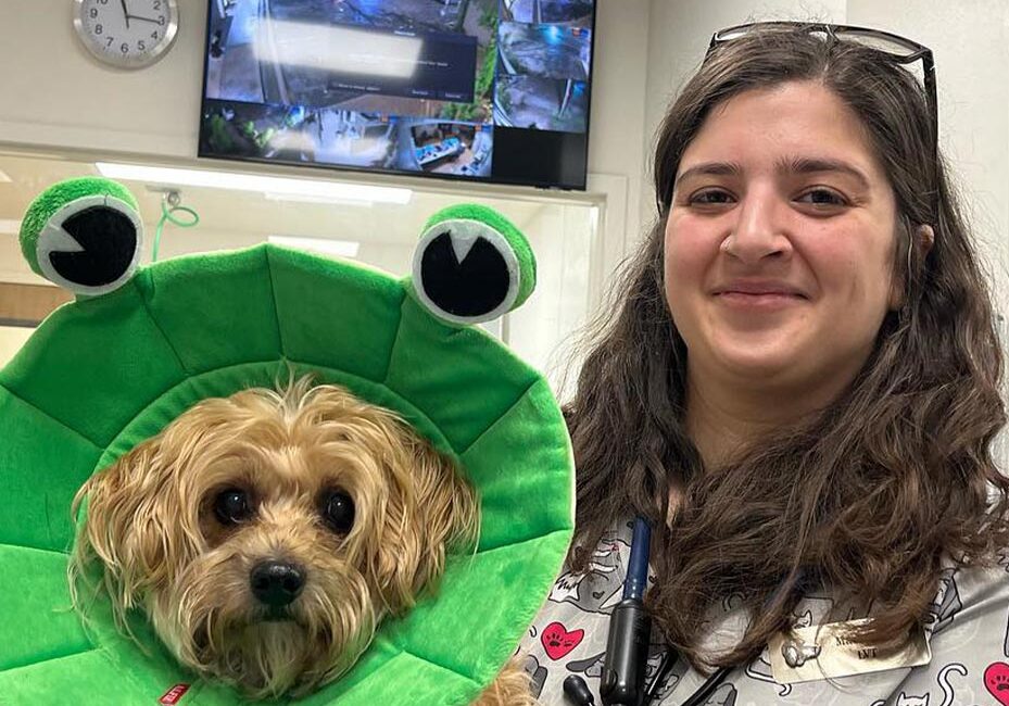 female doctor smiling and holding small fluffy dog that's wearing a froggy surgical cone