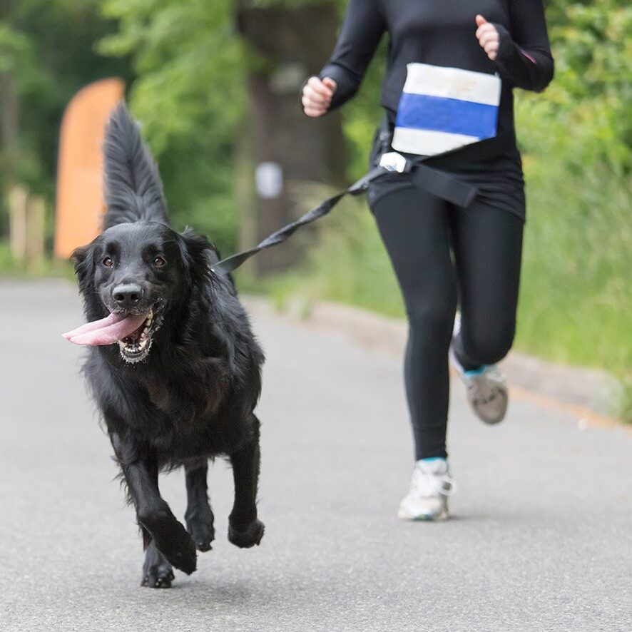 Dog Community Event gray dog on sleash running with owner at community event