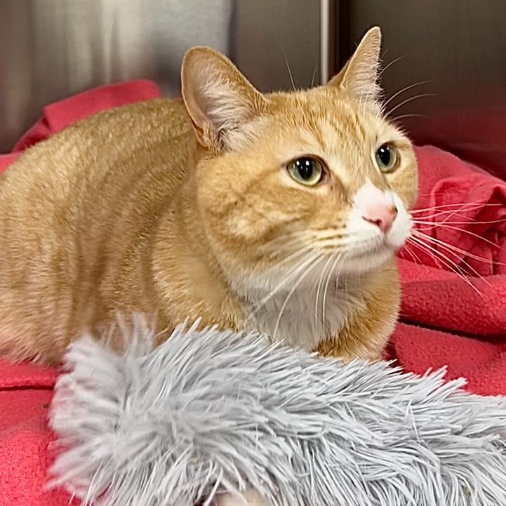 Feline Blood Donor ginger cat laying down by fuzzy toy