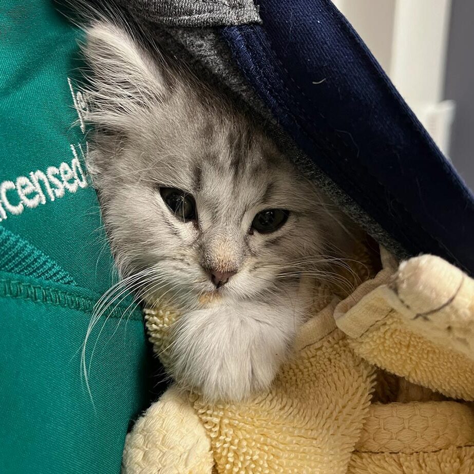 Fluffy Cat In Jacket small fluffy cat wrapped in blanket and tucked in staff member's jacket