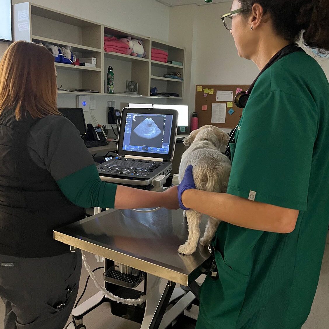 Staff Members Performing Abdominal Ultrasound On Small Dog Staff Members Performing Abdominal Ultrasound On Small Dog